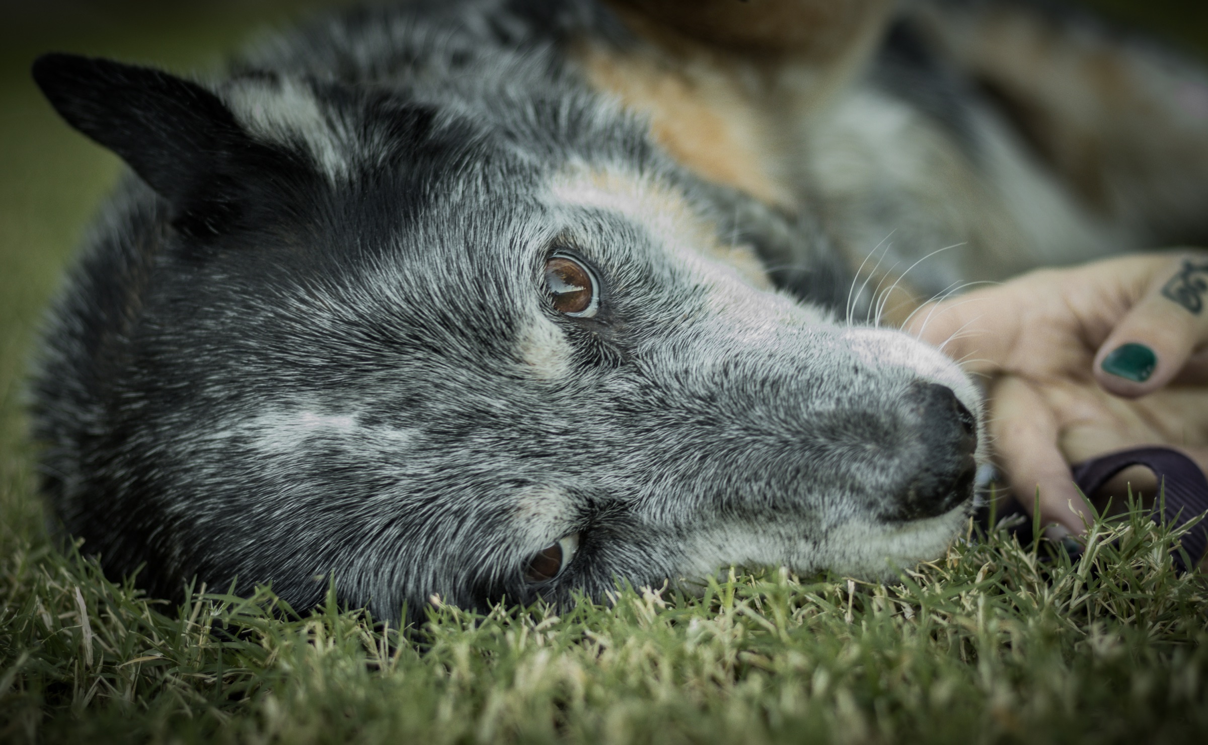 A speckled dog rests in grass beside a person's hand with a green-painted fingernail