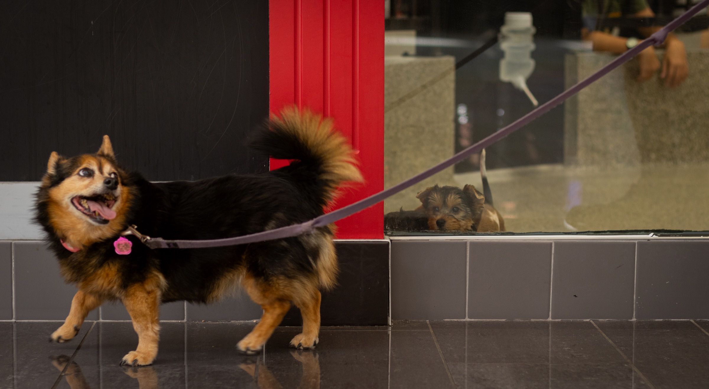 An older dog walks past a pet-store window while a puppy watches from behind the glass