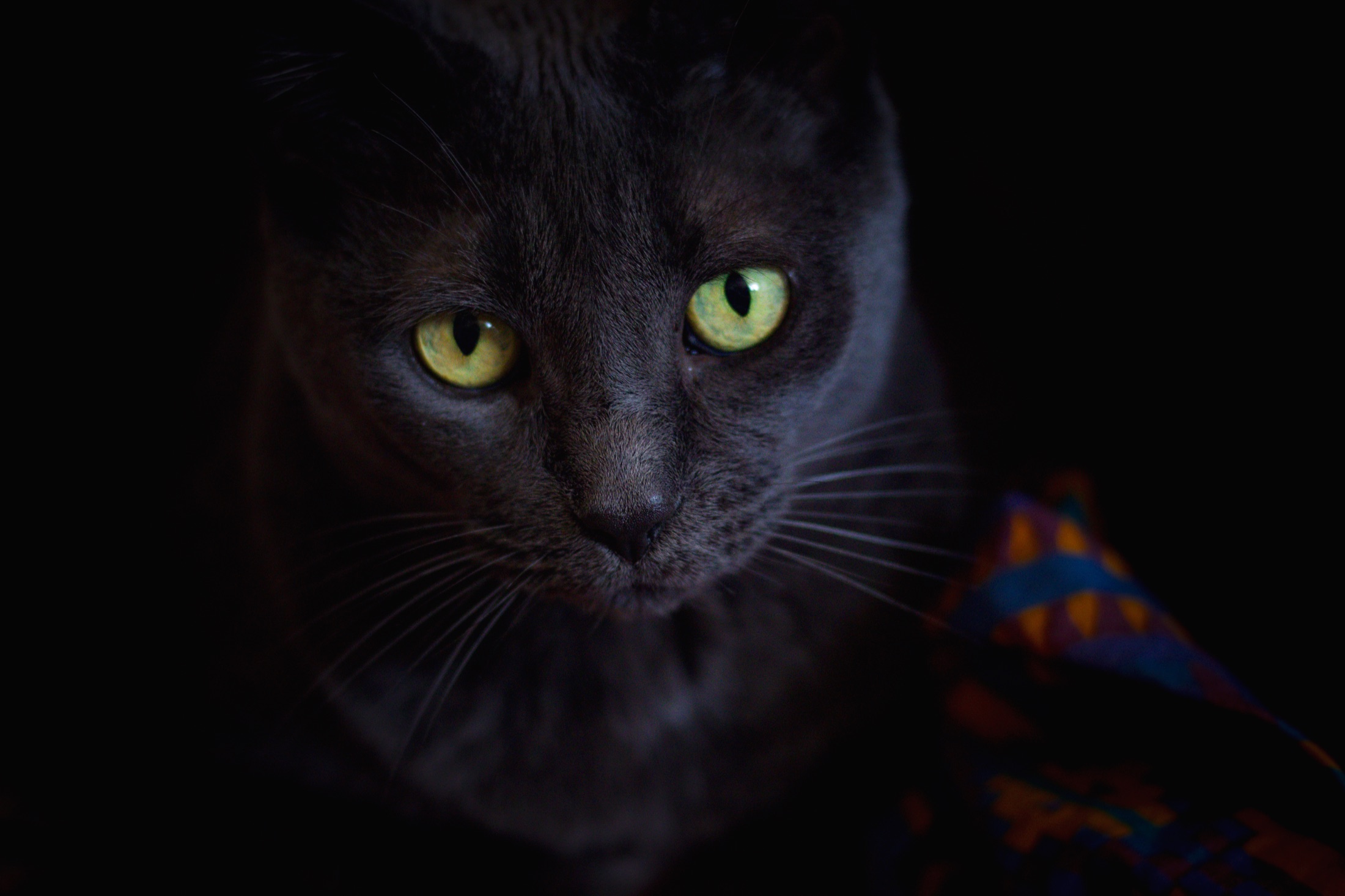 Black cat with green eyes looking toward the camera