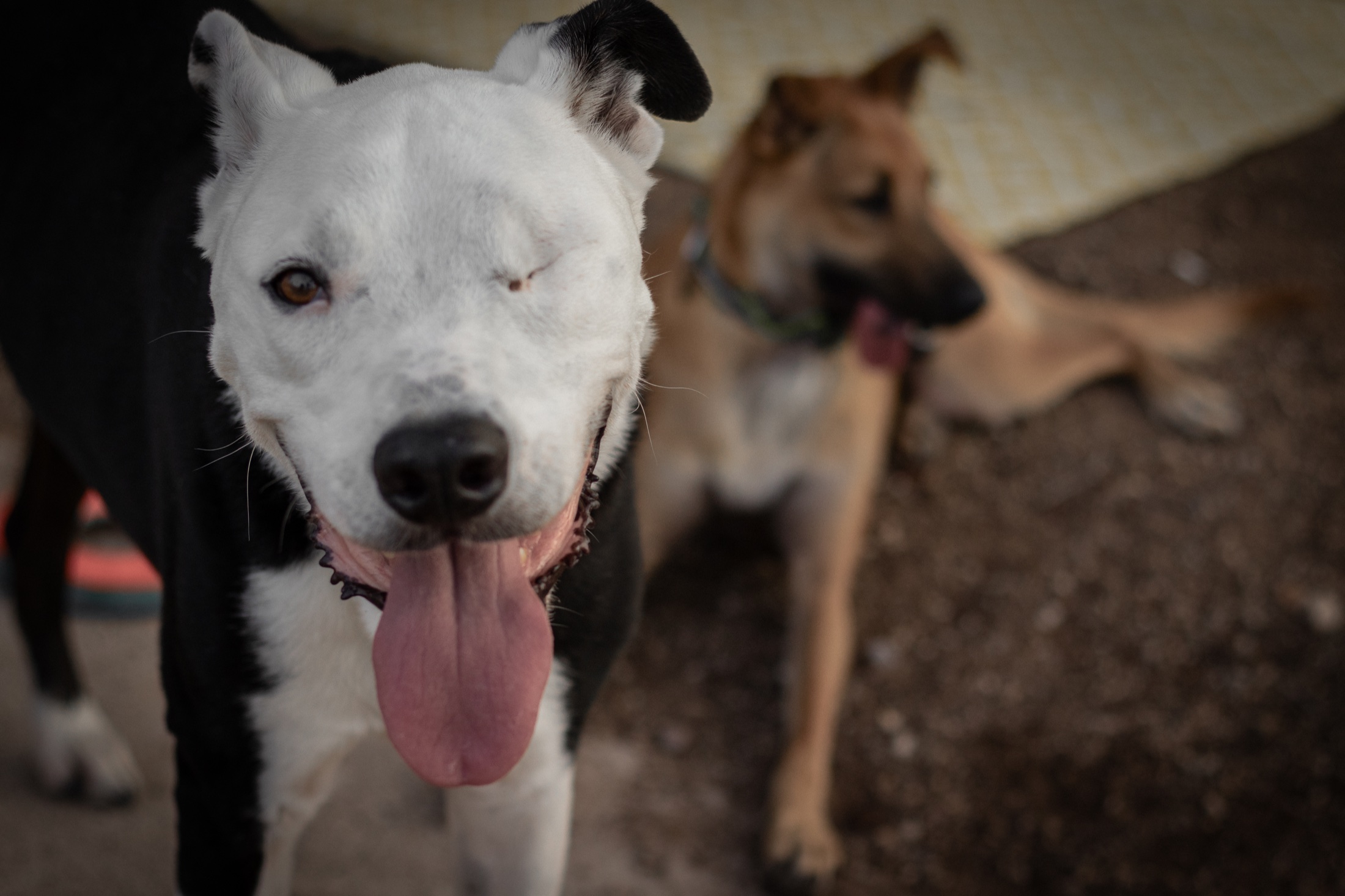 A white dog pants close to the camera while two other dogs stand behind